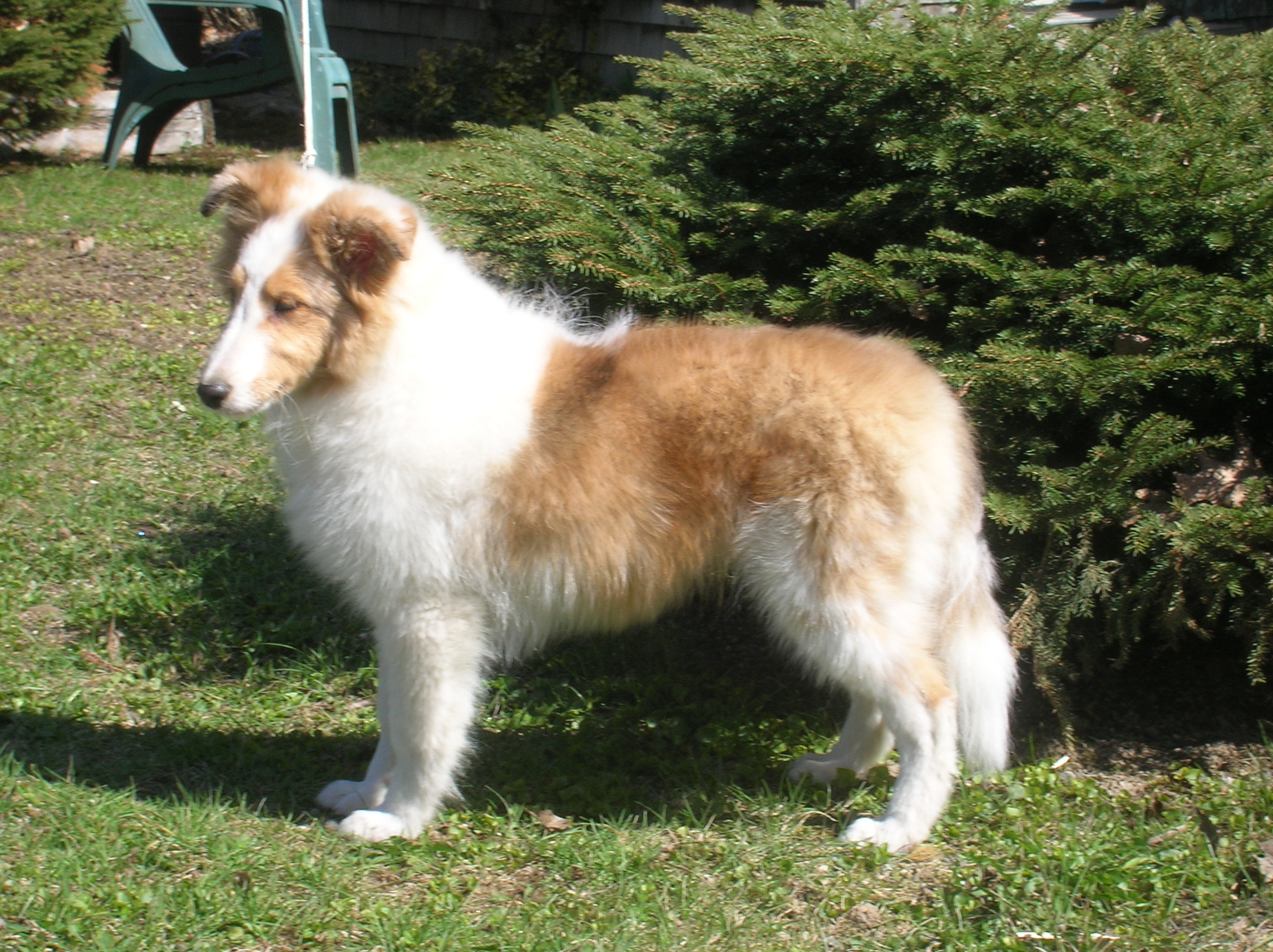 Sheltie Adult 42