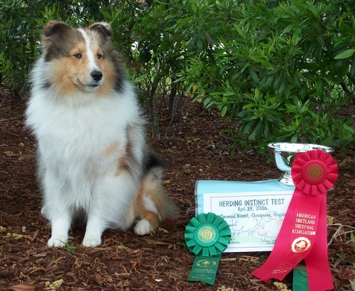 Hartwyn shelties store